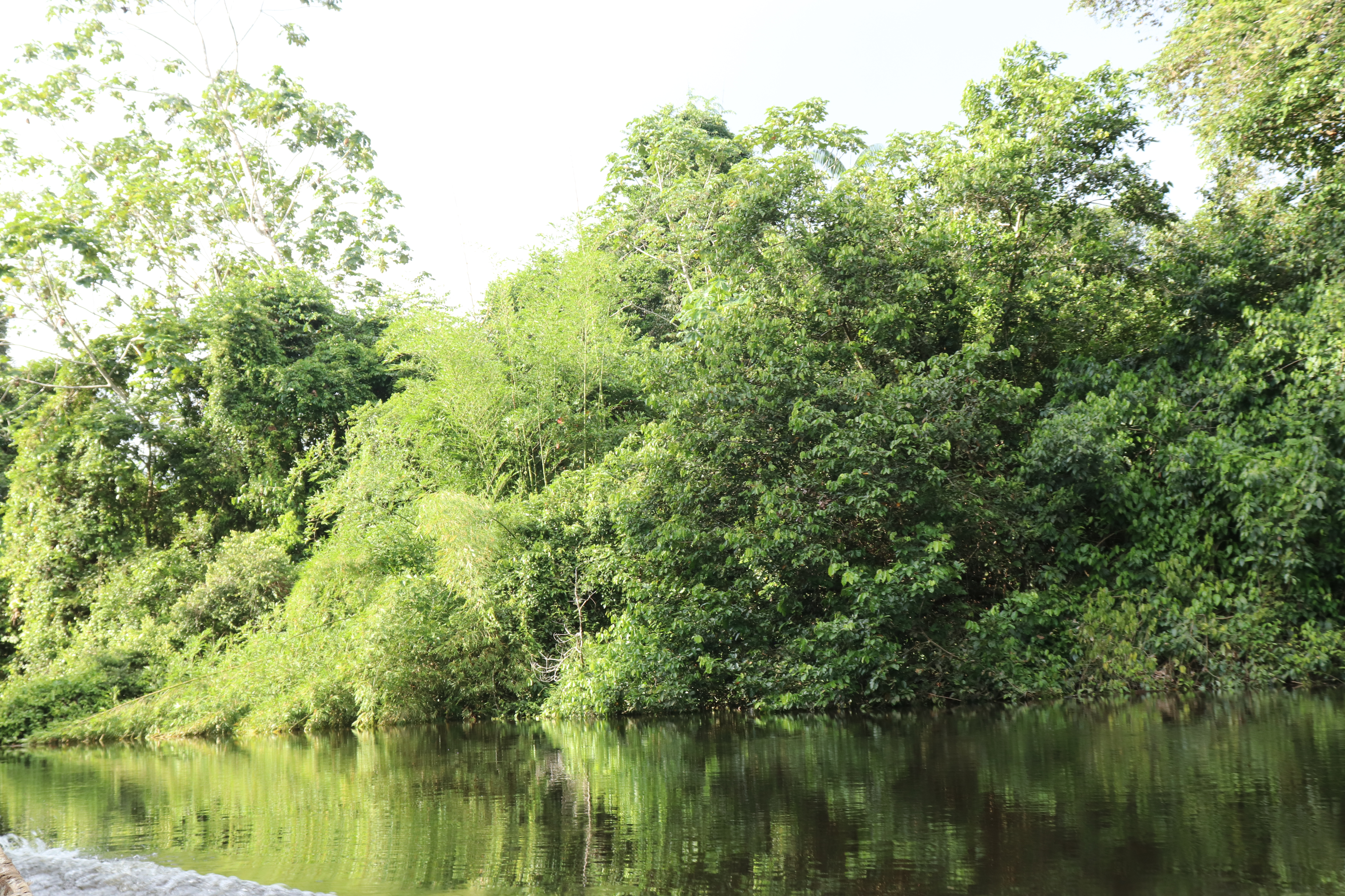 Soluciones Basadas en la Naturaleza: el rol de Bosque & Ciudad en la transformación sostenible del territorio